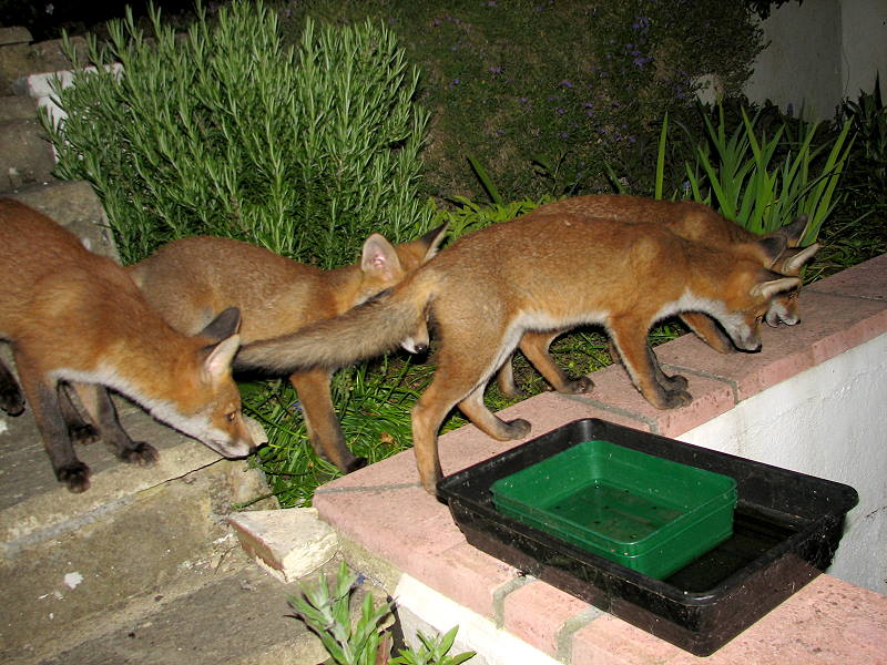 Fox cub 