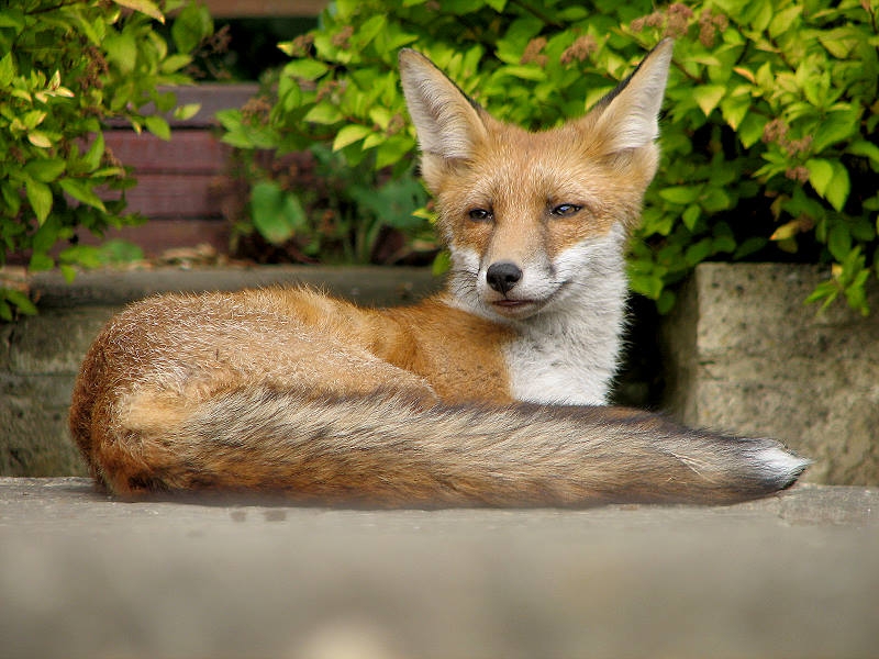 Fox cub