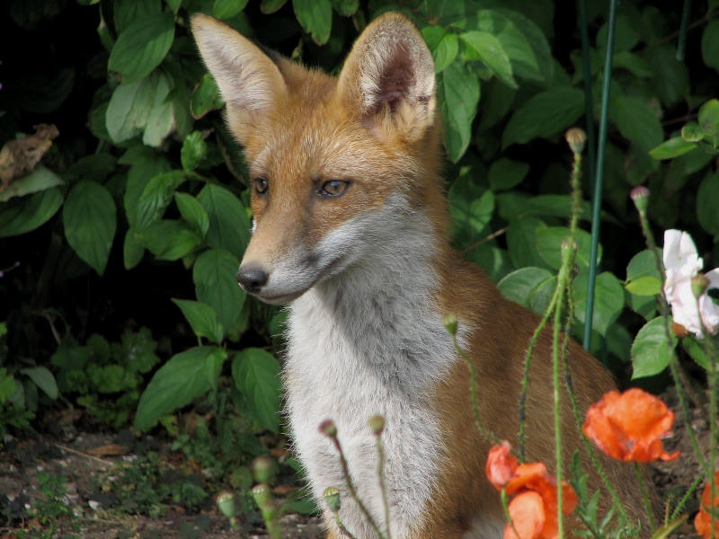 Fox cub