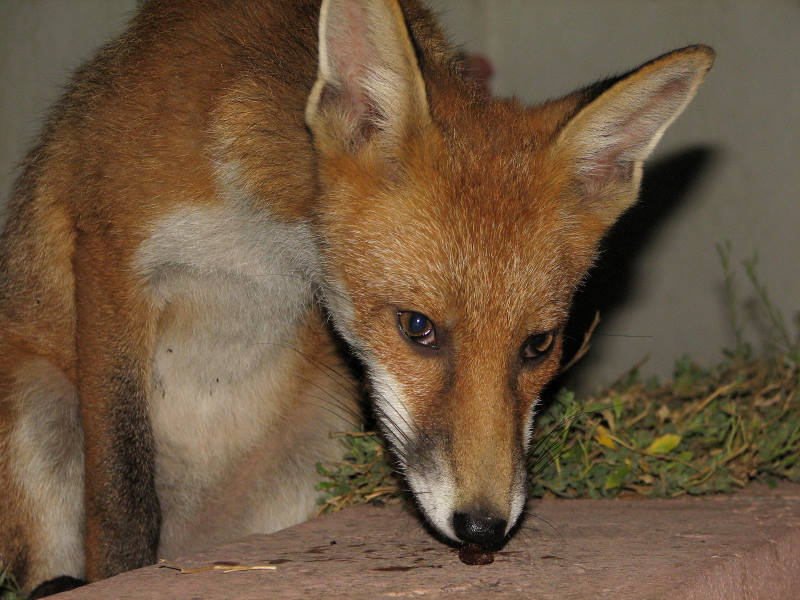 Fox cub