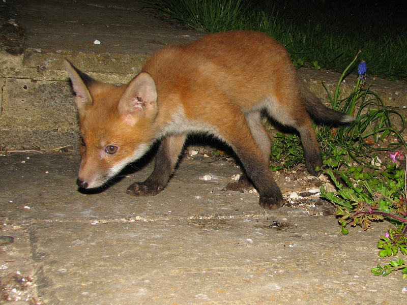 Fox Cub