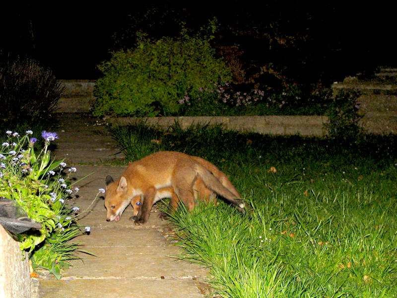 Fox Cubs