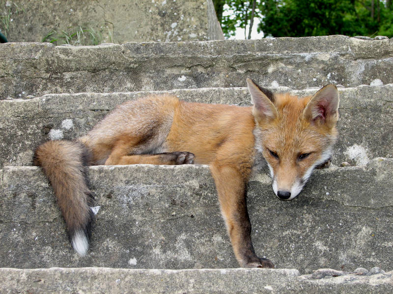Fox cub on step