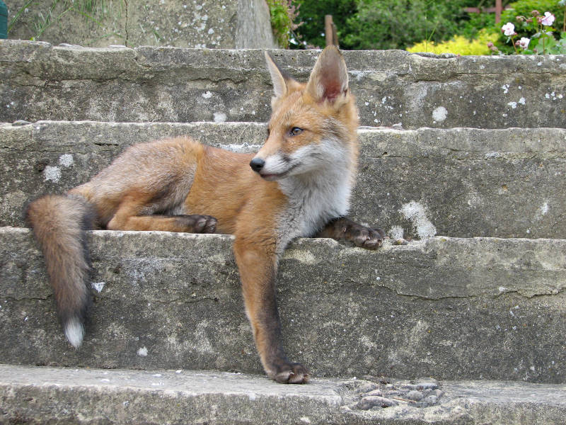 Fox cub on step