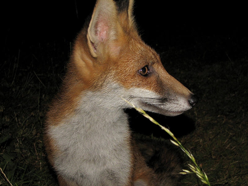 Fox cub