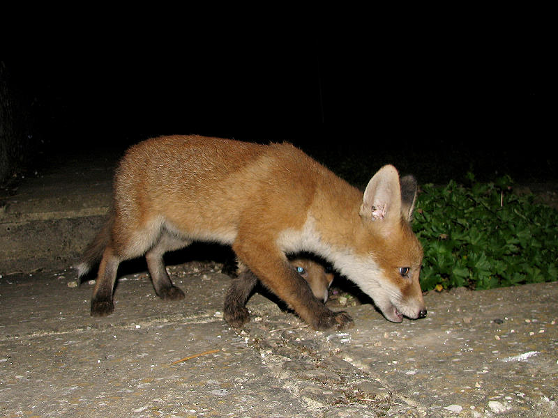 Fox Cubs