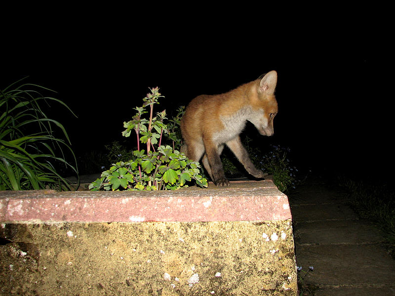 Fox Cub