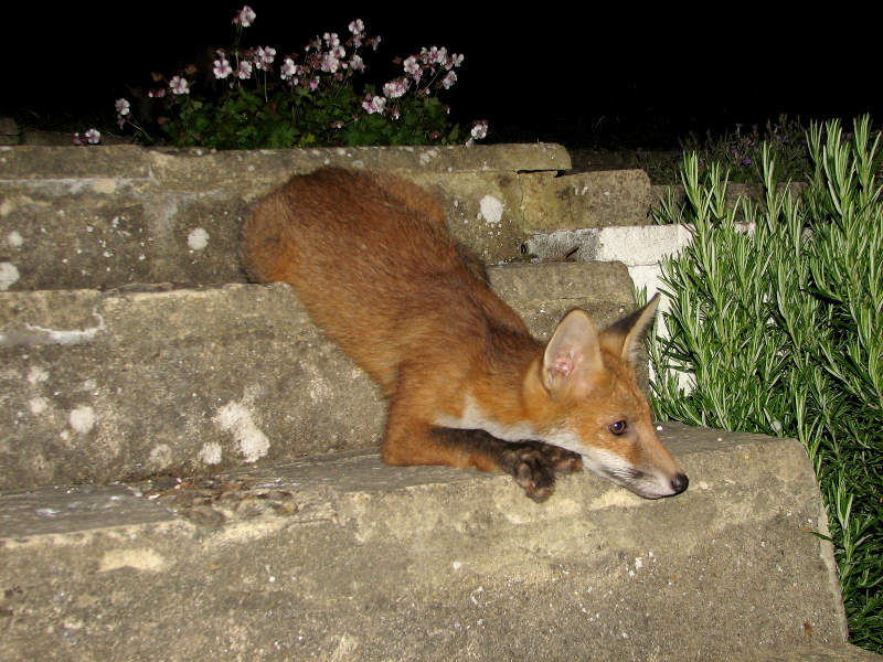 Fox cub 