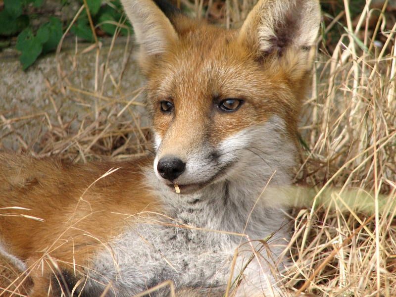 Fox cub