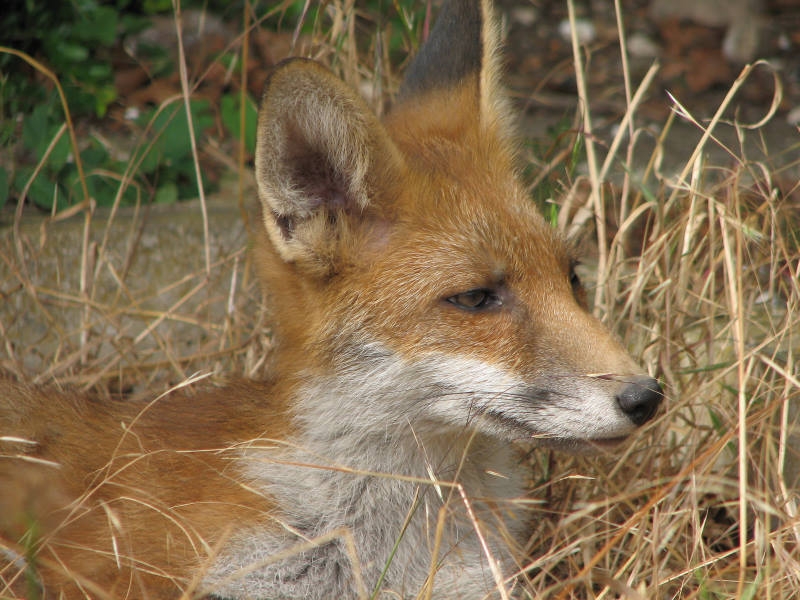 Fox cub