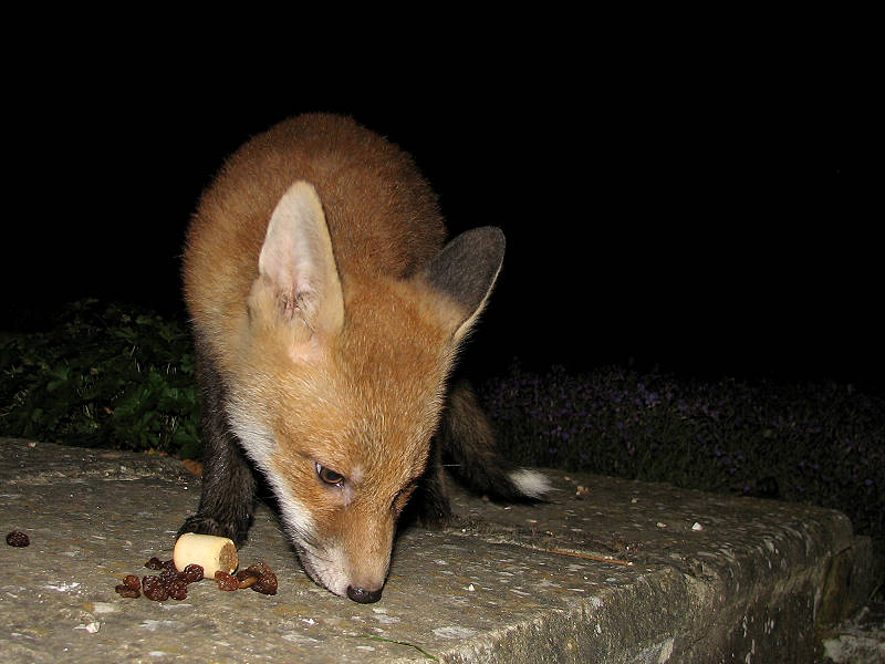 Fox Cub