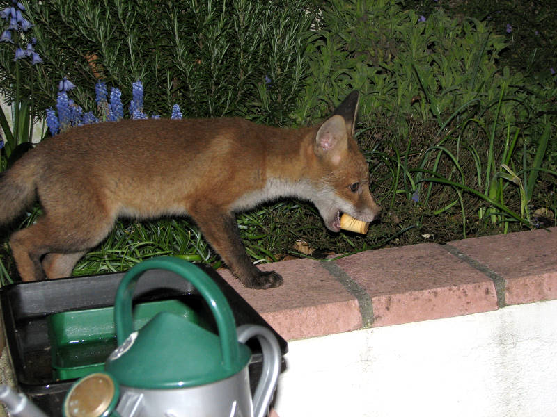 Fox Cub