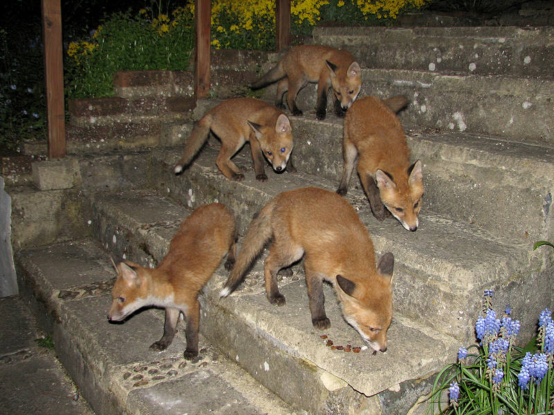 Five Fox Cubs