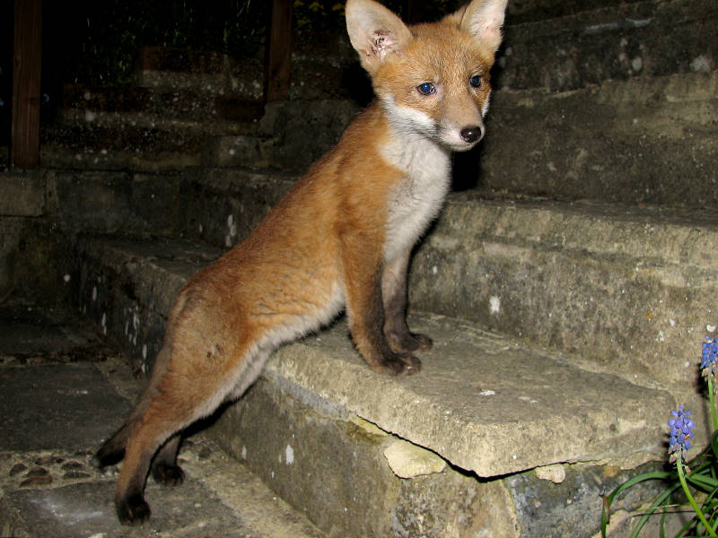 Fox Cub