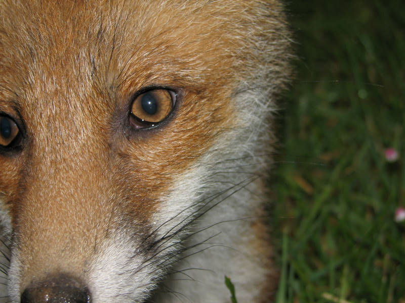 Fox cub