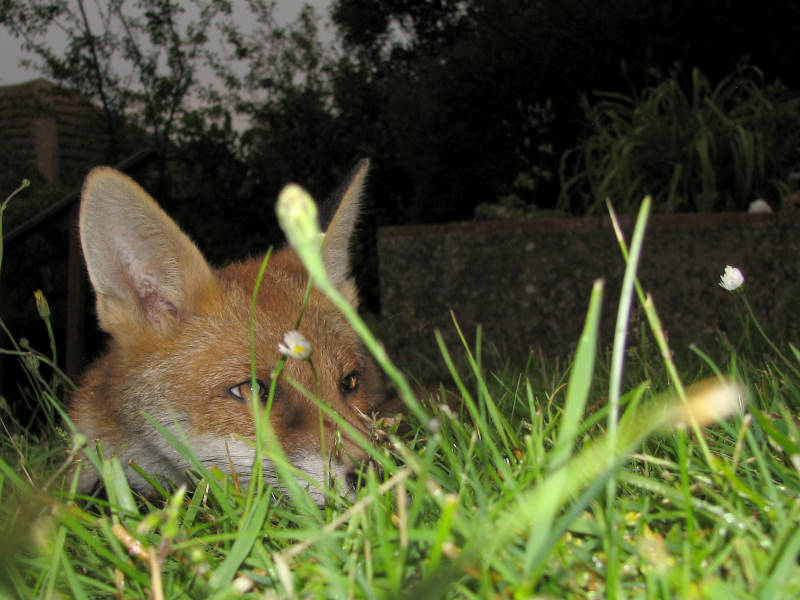 Fox cub