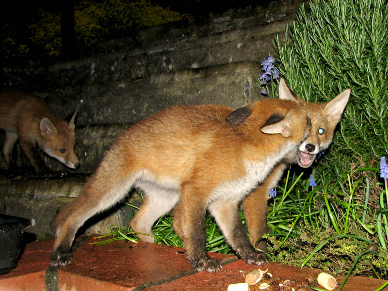 Fox cub fracas