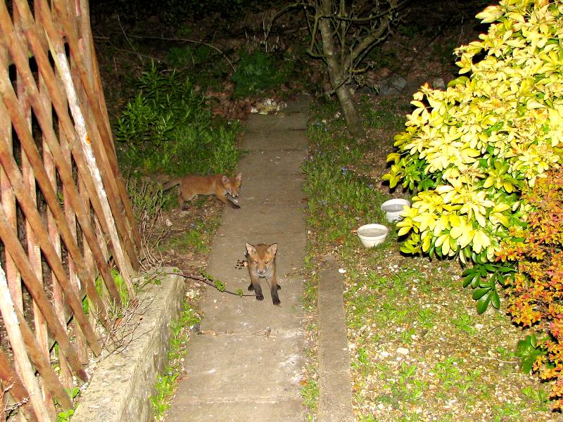 Young Fox Cubs on path