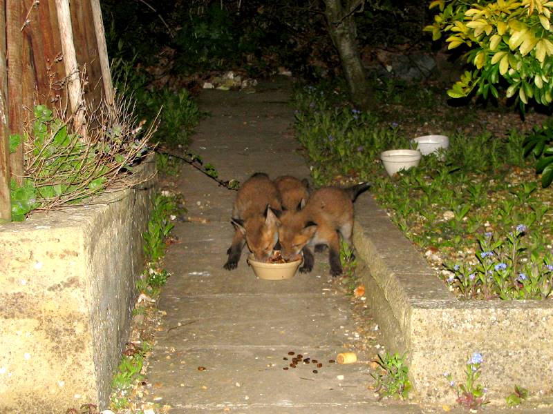 Three Fox Cubs share a meal
