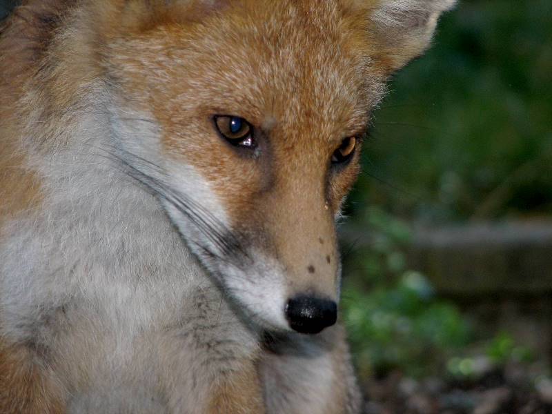 Fox cub