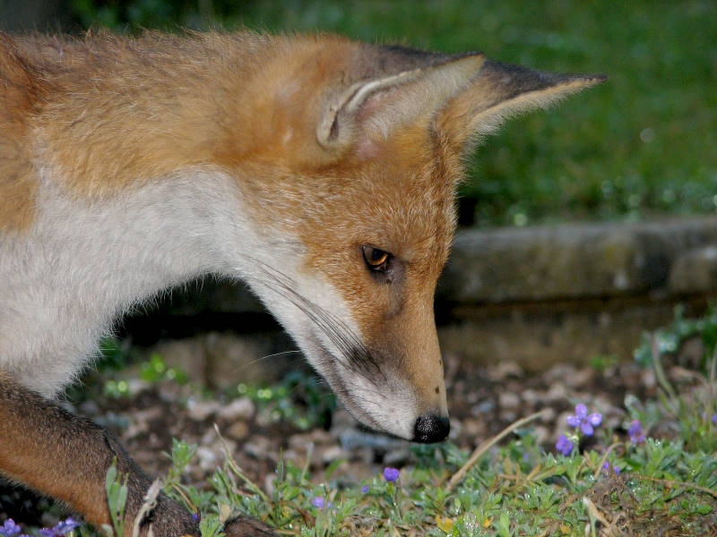 Fox cub