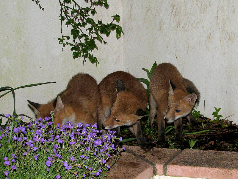 Fox cubs