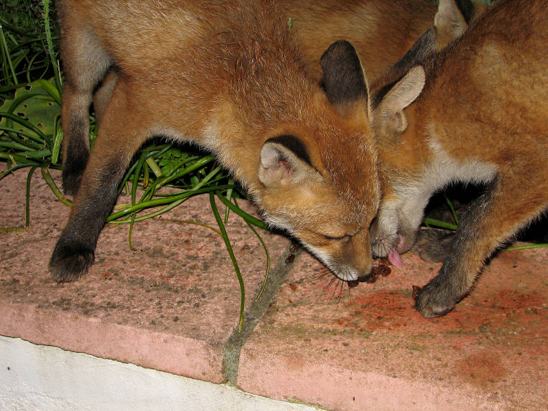 Fox cubs