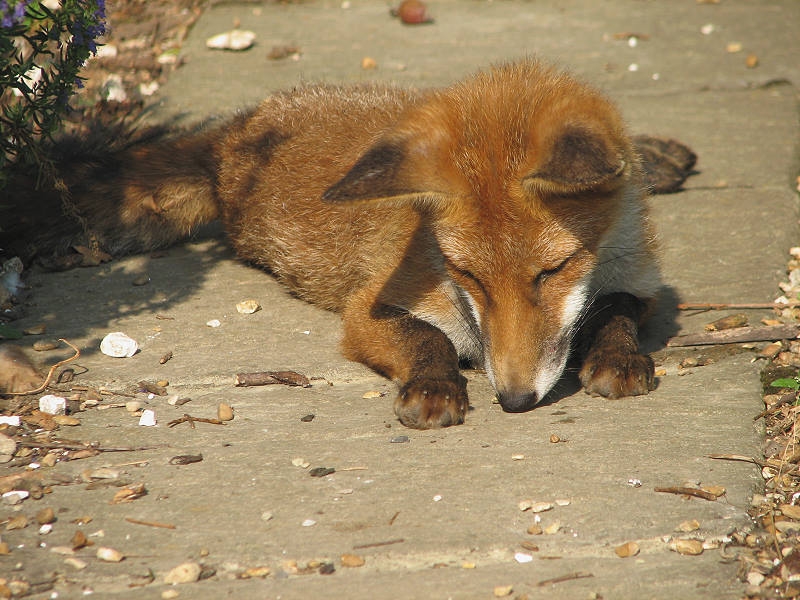 Fox cub