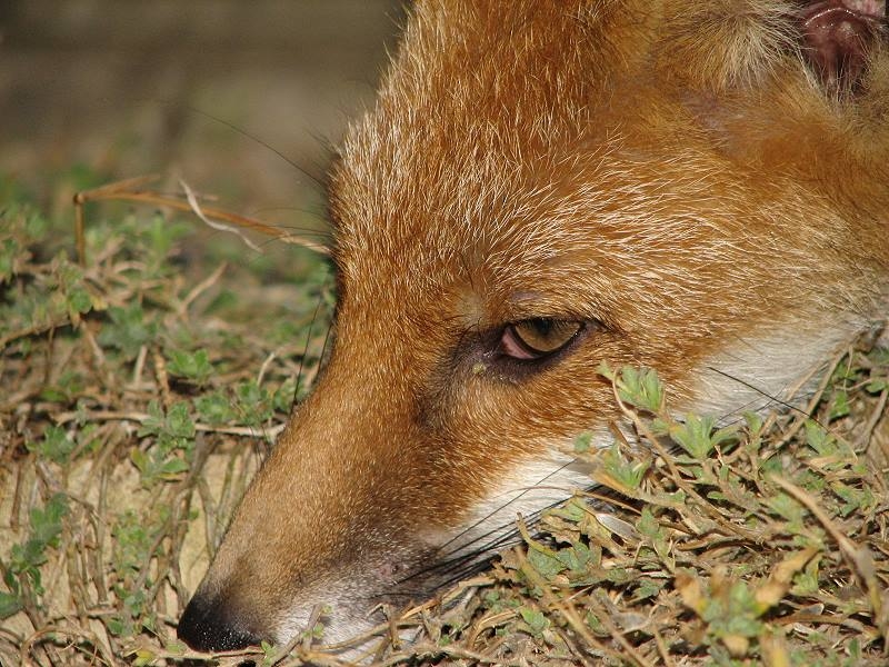 Fox cub