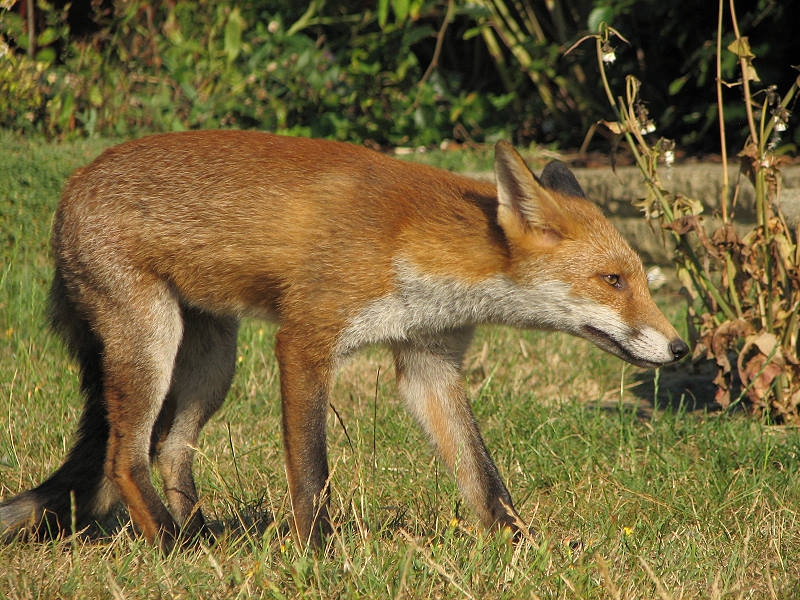 Fox cub