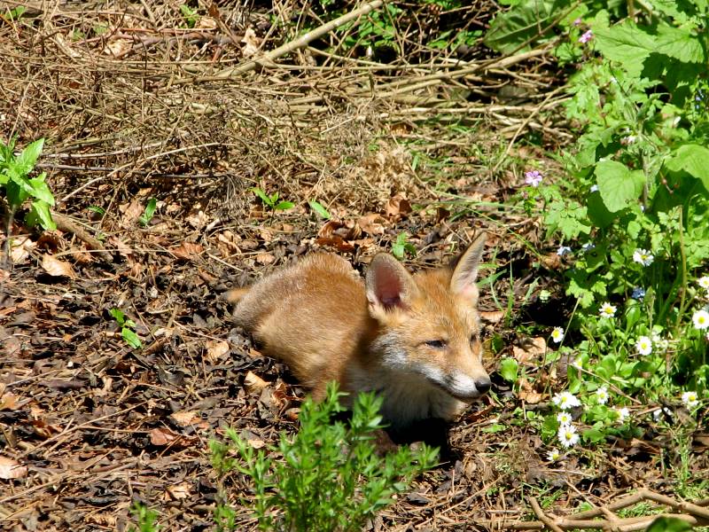 Fox cub