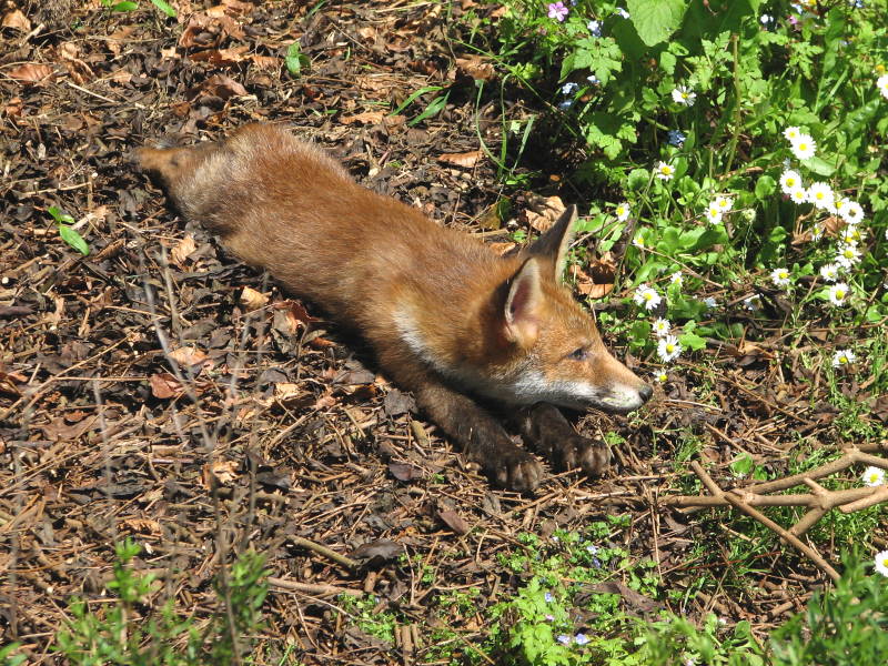 Fox cub