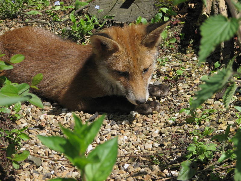 Fox cub