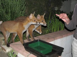  fox cub 