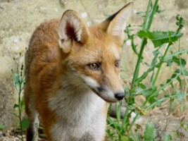 fox cub