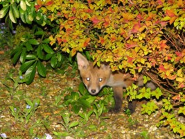 young fox cub