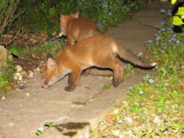 young fox cubs