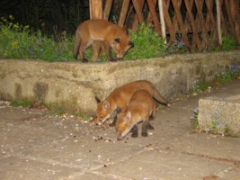 young fox cubs