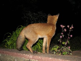 young fox cub