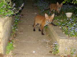 young fox cub