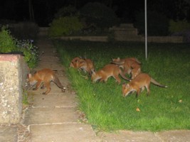 seven fox cubs