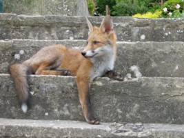  fox cub and man