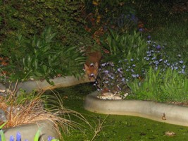 fox cub by pond