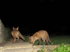 two fox cubs