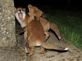 fox cubs fighting