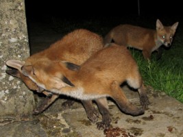 fox cubs fighting 2