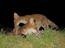  fox cub 