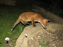  fox cub balancing