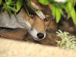 fox cubs