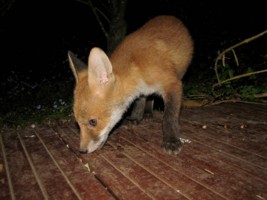 fox cub